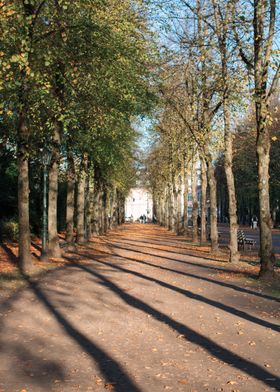 Autumn Tree Lined Path