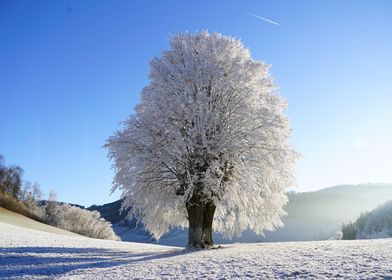 Snowy Tree Landscape