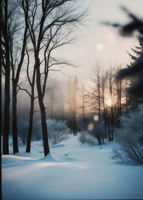 Winter Forest Sunrise