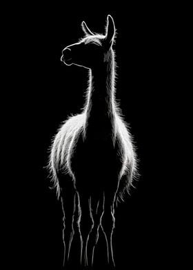 Animal White Llama Art