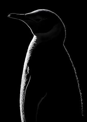 Animal White Penguin Art