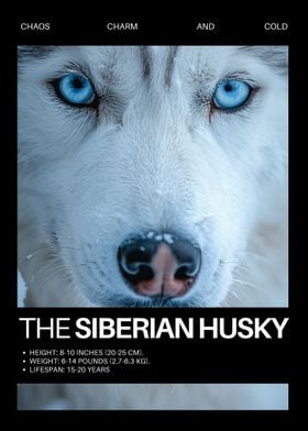 Siberian Husky Portrait