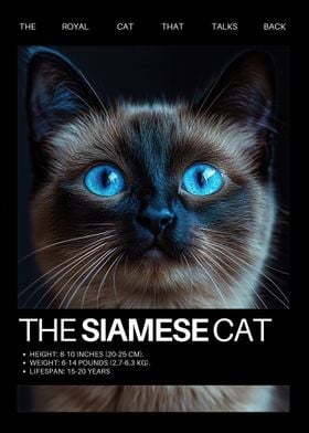 Siamese Cat Portrait