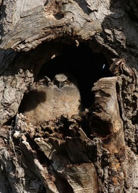 Owls in Tree Cavity