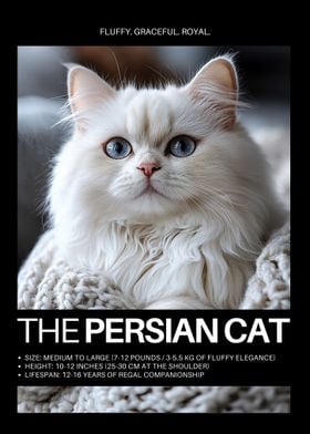 Persian Cat Portrait