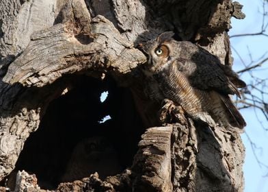 Great Horned Owl MOM