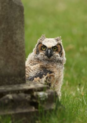 Young Great Horned Owl