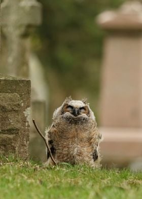 Young Owl in Cemetery