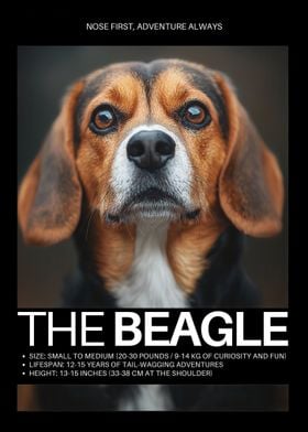 Beagle Dog Portrait