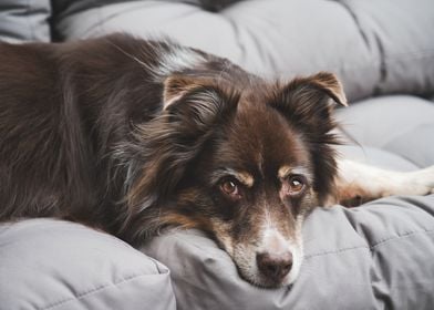 Brown Dog Resting - Australian Shepherd