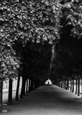 Tree-Lined Path in Paris