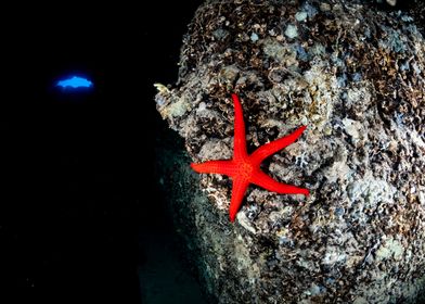 Red Starfish on Rock