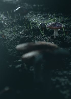 Mushrooms in Forest