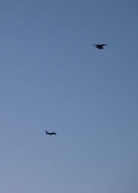 Airplane and Bird in Sky