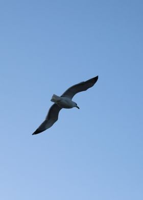 Seagull in Flight