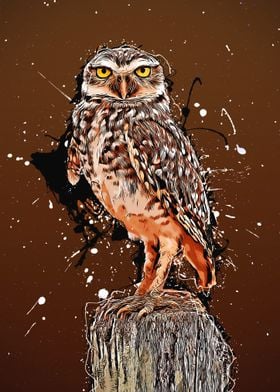 Owl in Splashes