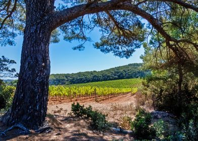 Vineyard Landscape