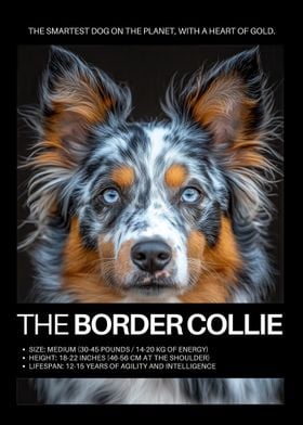 Border Collie Portrait