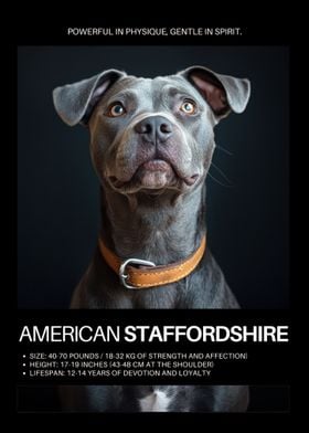 American Staffordshire Terrier