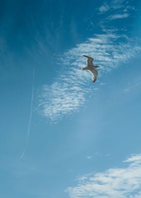 Seagull in Blue Sky