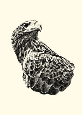 Eagle Pencil Drawing