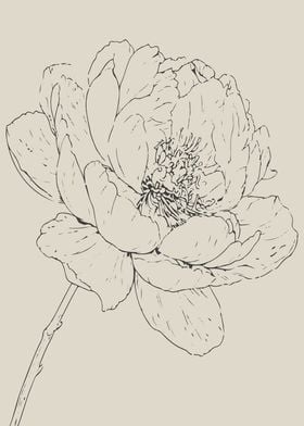 Peony Flower Line Art in Black and White