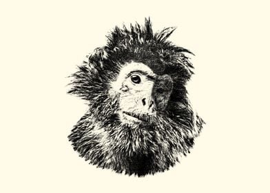 Javan Langur Portrait Sketch