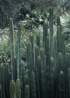 Cactus Garden