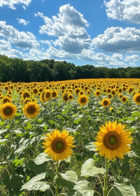 Sunflowers Field