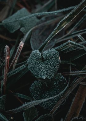 Frosted leaves