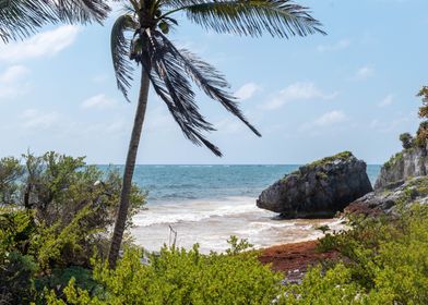 Palm Tree Beach View