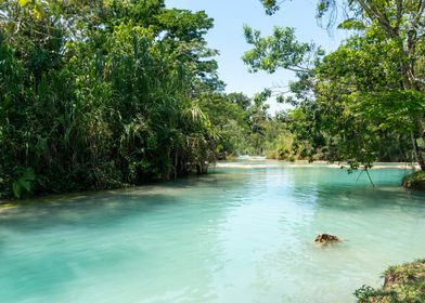 Tropical River Scene