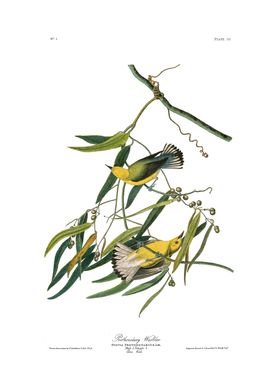 The Birds Of America-preview-1