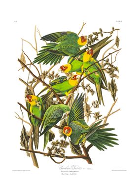 The Birds Of America-preview-3