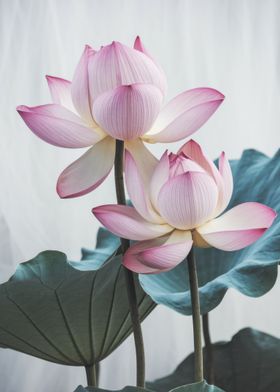 Pink Lotus Flowers