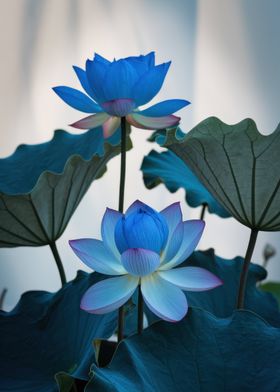 Blue Lotus Flowers