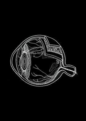Volskey Anatomy-preview-2