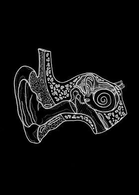 Volskey Anatomy-preview-3