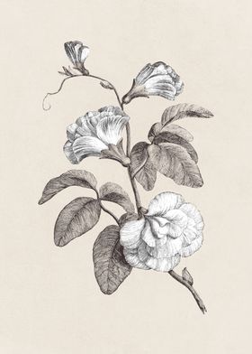 Floral And Botanical-preview-3