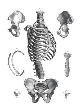 Anatomy White Bg-preview-0