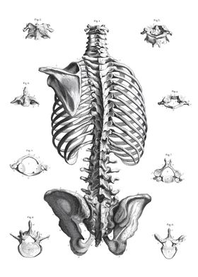 Anatomy White Bg-preview-2