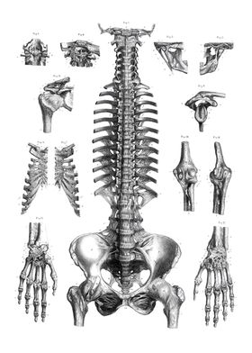 Anatomy White Bg-preview-3