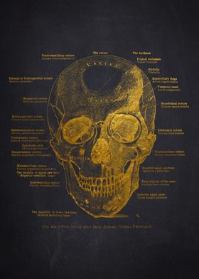 Anatomy Charcoal Bg-preview-2