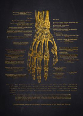 Anatomy Charcoal Bg-preview-2