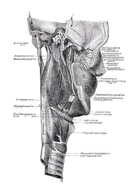 Anatomy White Bg-preview-2