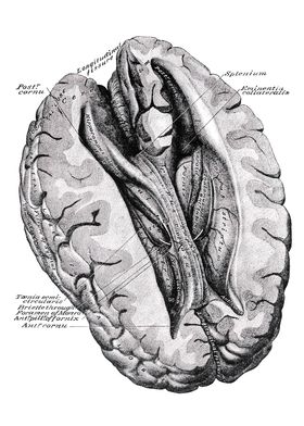 Anatomy White Bg-preview-1