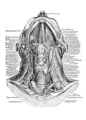 Anatomy White Bg-preview-0