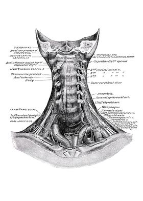 Anatomy White Bg-preview-3