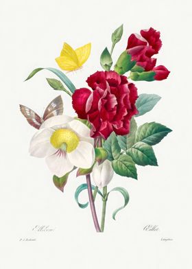 Pierre Joseph Redoute-preview-3