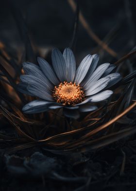 Flowers-preview-0